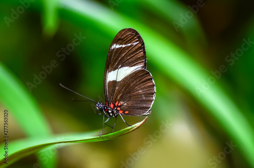 Closeup beautiful butterfly 