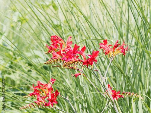 (Crocosmia × crocosmiiflora) Garten-Montbretie 'Lucifer' wie lodernde Flammen im garten photo