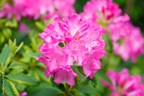 Pink Rhododendronbl  te