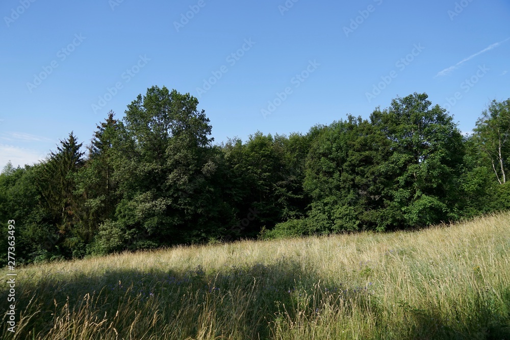 Wiese und Wald in Hanglage im Sommer bei Sonnenschein Wiese und Wald in Hanglage im Sommer bei Sonnenschein
