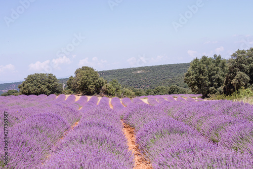Lavender field in La Alcarria, Spain