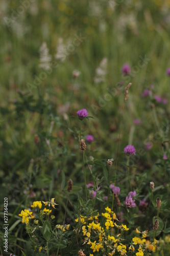 Vegetation in a park