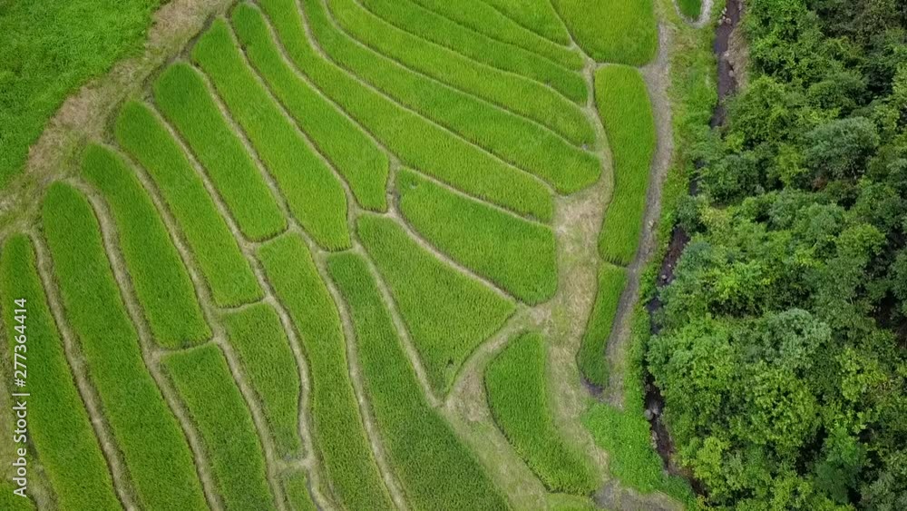 Rice field process is natural beauty. Shooting video by drone. Rice field process is natural beauty. Shooting video by drone.
