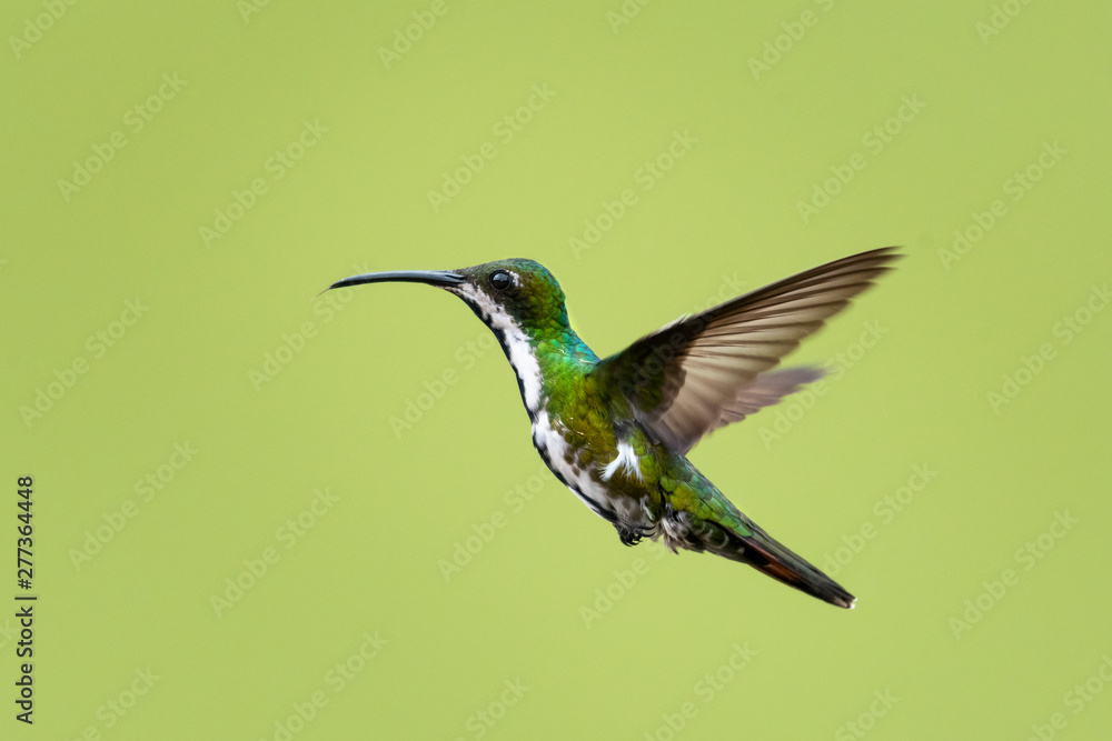 Fototapeta premium A female Black-throated Mango hovering in the air in a garden with a smooth background.