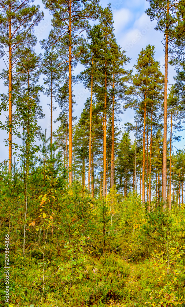 Panorama of coniferous autumn forest with yellow leaves on small trees. Panorama of coniferous autumn forest with yellow leaves on small trees.