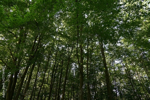 Fränkischer Laubwald im Sommer