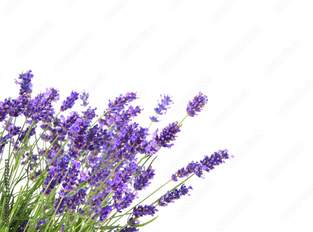bunch of lavender on white background - obrazy, fototapety, plakaty 