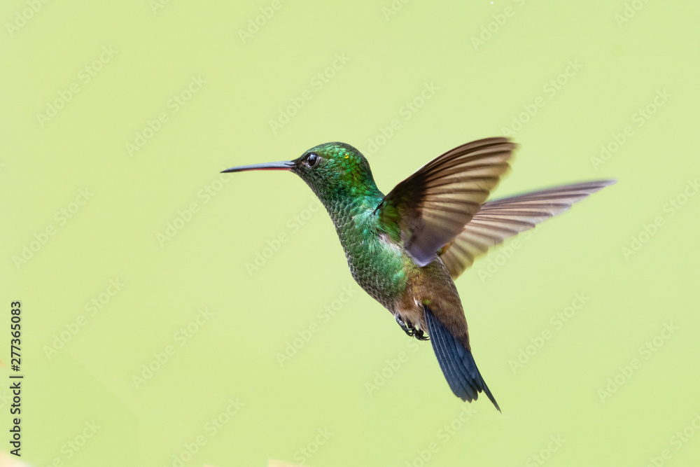 A Copper-rumped hummingbird hovers in the air with a smooth background. A Copper-rumped hummingbird hovers in the air with a smooth background.