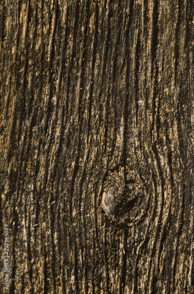 Obraz premium Texture of an old dried die of a tree. An ancient shabby moss-and fungus-powdered wooden table top in the garden.