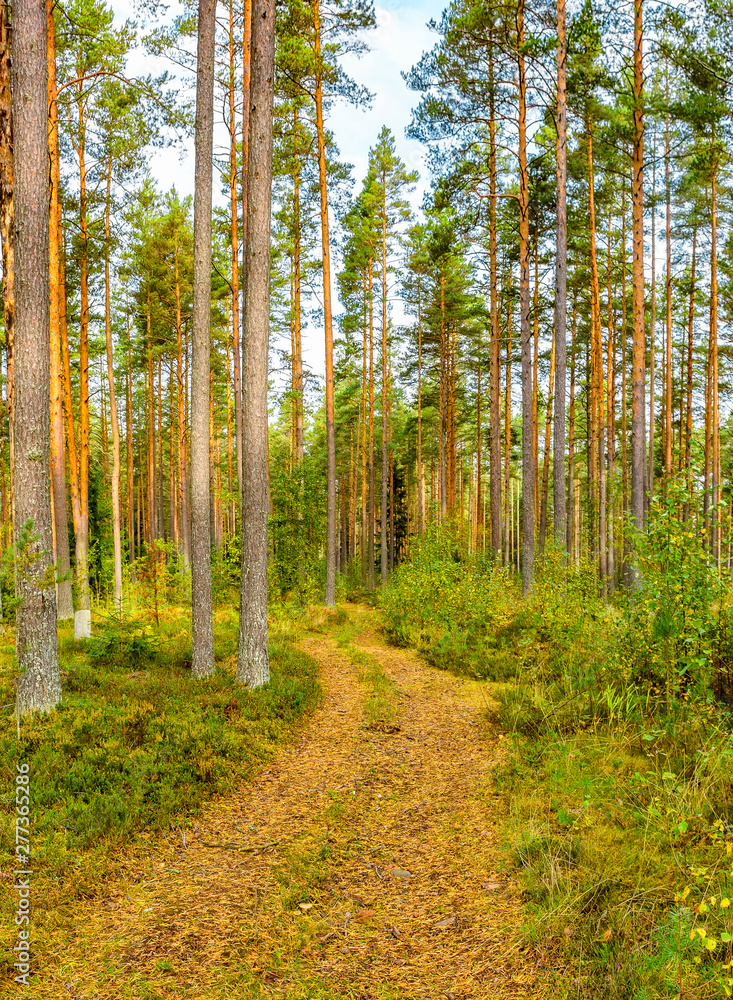Panorama of coniferous autumn forest with yellow leaves on small trees. Panorama of coniferous autumn forest with yellow leaves on small trees.