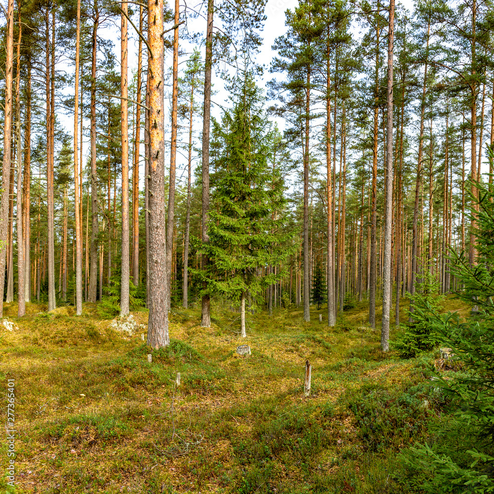 Obraz premium Panorama of coniferous autumn forest with yellow leaves on small trees.