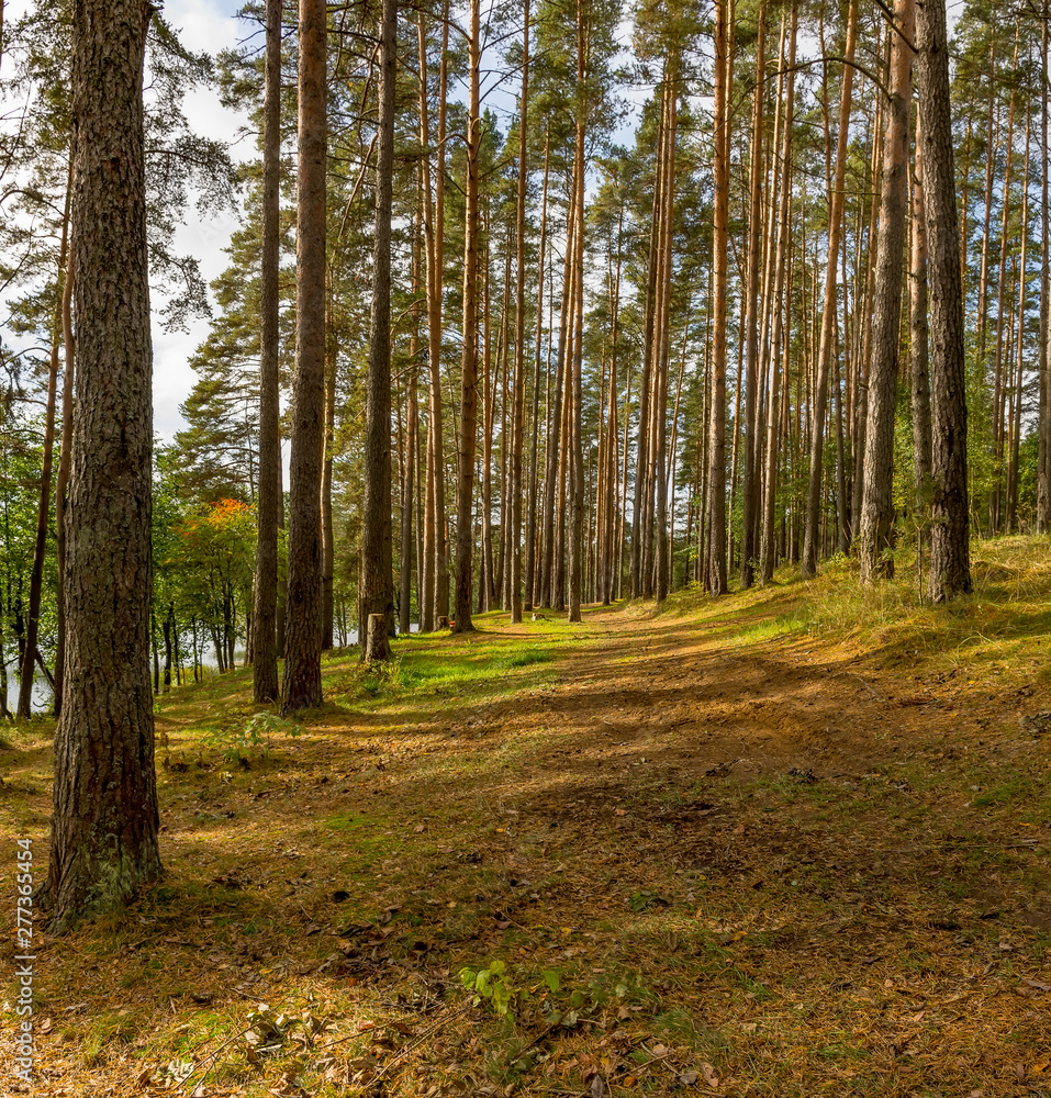 Obraz premium Panorama of coniferous autumn forest with yellow leaves on small trees.