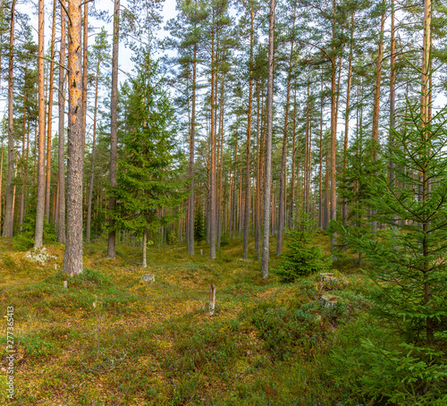 Panorama of coniferous autumn forest with yellow leaves on small trees.