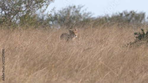 4K 60p tracking shot of a cheetah mum approaching a termite moung at masai mara national reserve in kenya photo