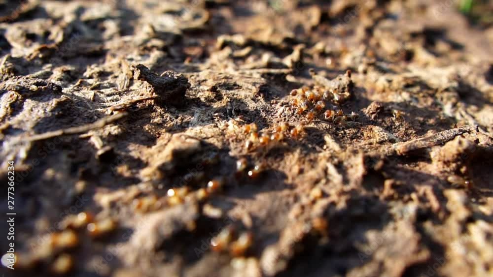 Termite walking on the wood Termite walking on the wood