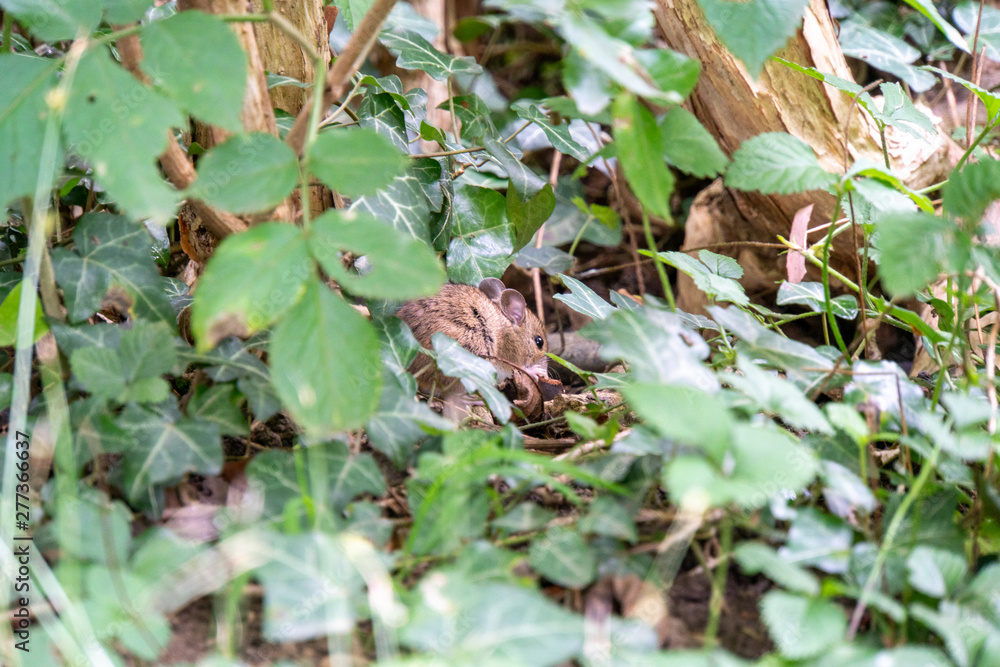 Maus versteckt sich im Gebüsch beim Essen Maus versteckt sich im Gebüsch beim Essen