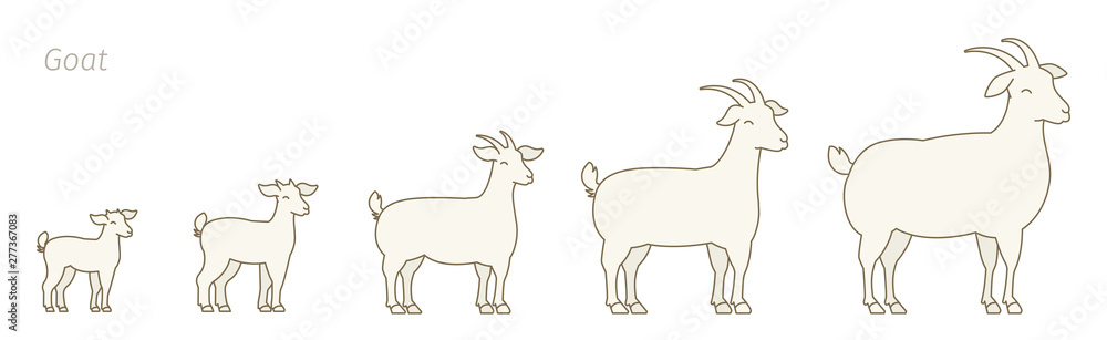 Stages of goats growth set. Animal farm. Breeding wool production raising. Lamb grow up animation progression. Flat vector.