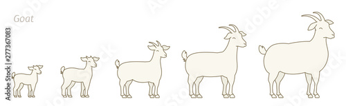 Stages of goats growth set. Animal farm. Breeding wool production raising. Lamb grow up animation progression. Flat vector.