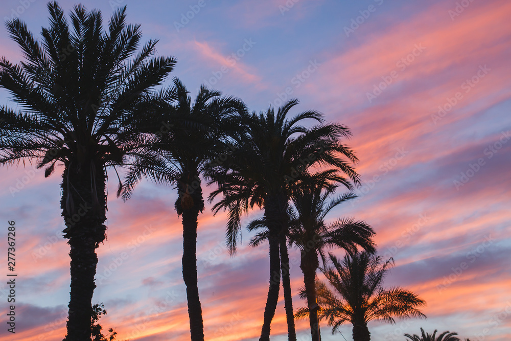 Avenue of palm trees at sunset