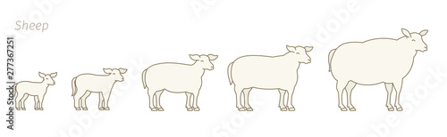 Sheep farm. Stages of mutton growth set. Breeding ewe. Wool lamb production raising. Yeanling grow up animation progression. Flat vector.