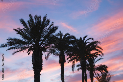 Palm trees and colorful sunset sky