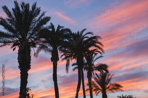 Avenue of palm trees at sunset