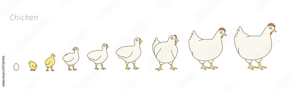 Chicken farm. Stages of poultry growth set. Breeding fowl. Hen production. Chicken raising. Chick grow up animation progression. Flat vector.