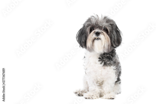 Cute, black white and grey Bichon Havanese dog sitting obedient and looking to the camera. Isolated on white background photo