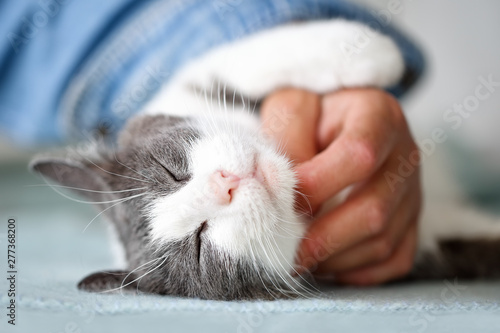 Close up of a beautiful cat with closed eyes enjoying snuggling with its human