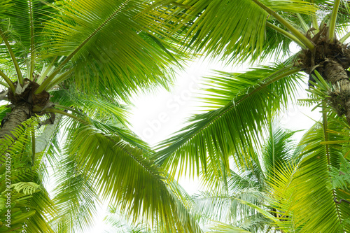 Tropical of fresh green coconut leaves Under the white sky.