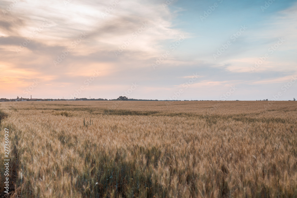 Obraz premium A field with ears of wheat.