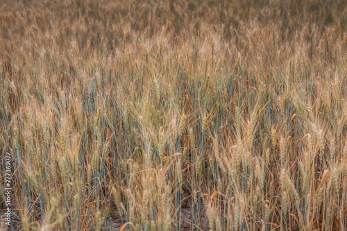 Ears of wheat on the field.