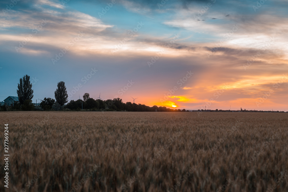 Wheat field at sunset. Agricultural, agronomy concept. Wheat field at sunset. Agricultural, agronomy concept.