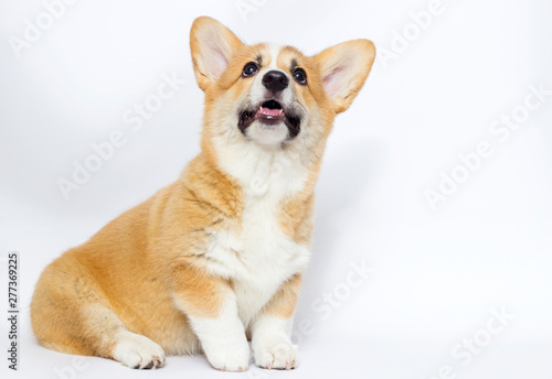 puppy looking up, welsh corgi