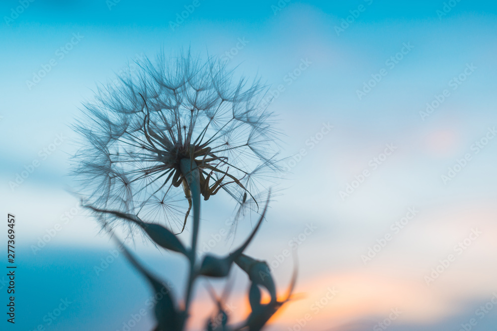 Dandelion on the background of the sunset sky.