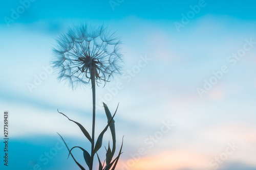 Dandelion on the background of the sunset sky.