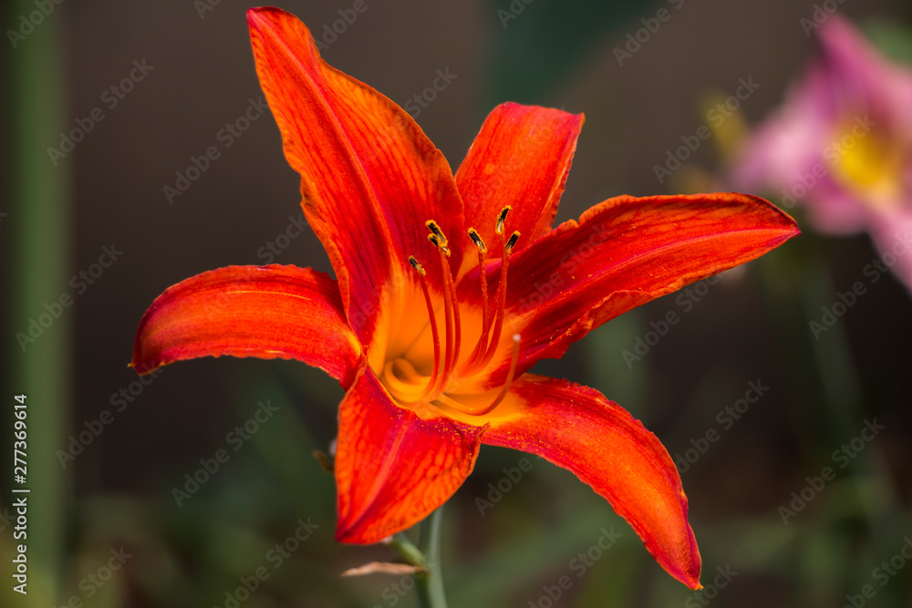 Flaming red lily in a green garden.