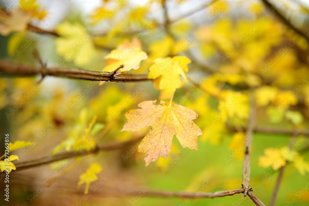 Beautiful golden leaves on a tree branch on autumn day