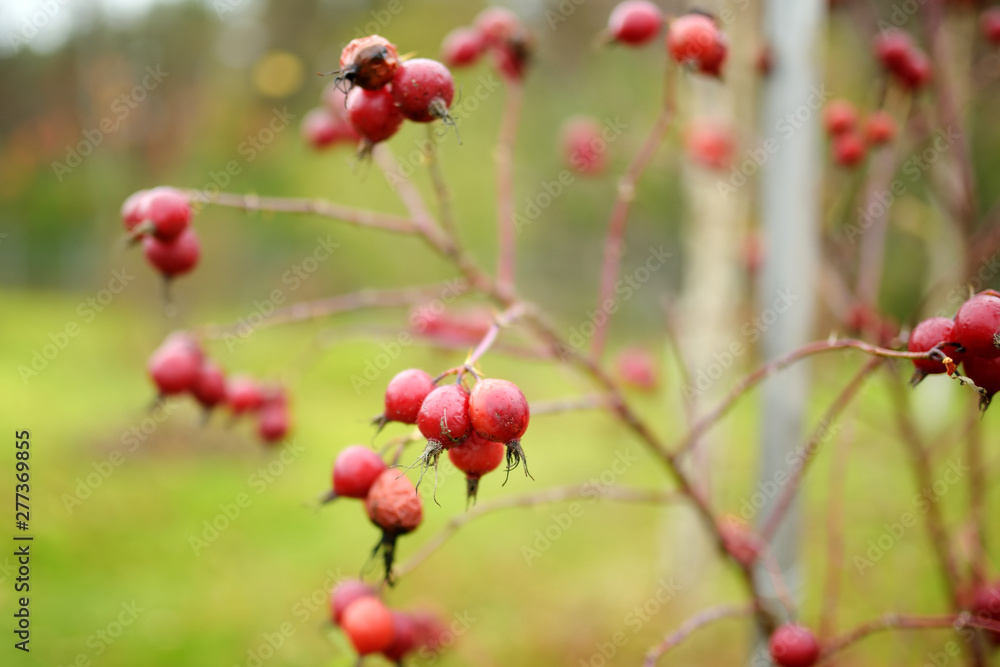 A branch of red wild rose hips on autumn day A branch of red wild rose hips on autumn day