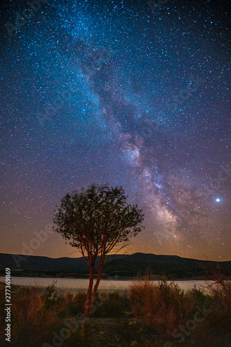 A tree and the Milky Way in vertical on the swamp of Yesa, vertical photo