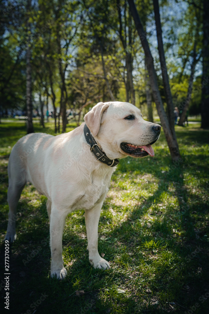 Smile and happy purebred labrador retriever dog outdoors in grass park on sunny summer day.