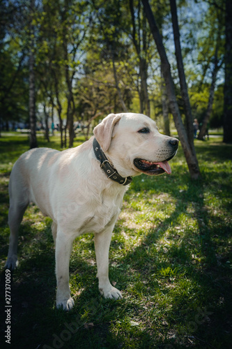 Smile and happy purebred labrador retriever dog outdoors in grass park on sunny summer day. © ones88