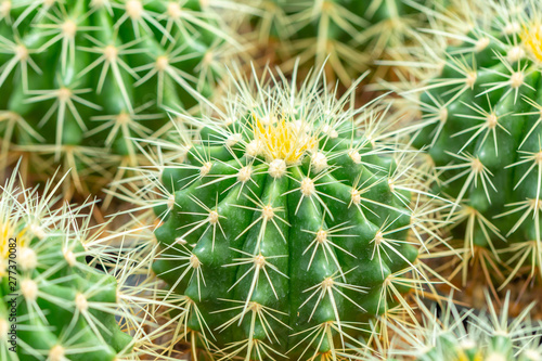 thorn cactus texture background  close up.