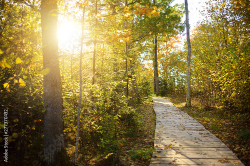 Tauciuliskes cognitive walking way  leading through autumn forest to the Tauciliuskes lake  located near Vilnius  Lithiania.