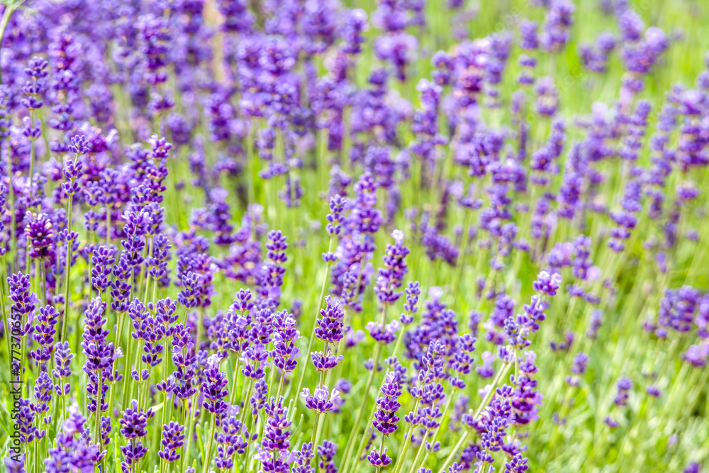 Obraz premium Garden lavender flowers, purple background.