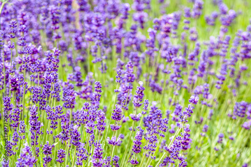Garden lavender flowers, purple background.