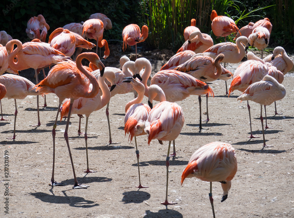 Group of red and pink flamingos standing on dirt. Chilean flamingo Phoenicopterus chilensis and The American flamingo Phoenicopterus ruber. Group of red and pink flamingos standing on dirt. Chilean flamingo Phoenicopterus chilensis and The American flamingo Phoenicopterus ruber.