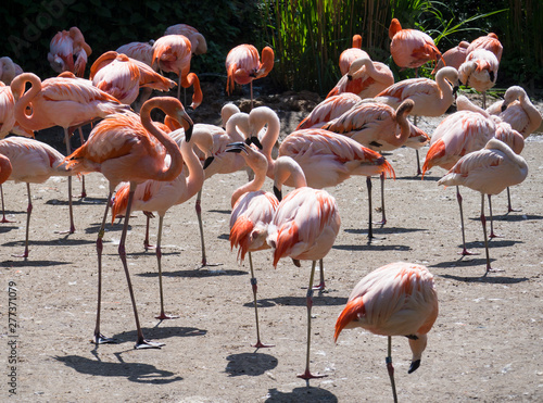 Group of red and pink flamingos standing on dirt. Chilean flamingo Phoenicopterus chilensis and The American flamingo Phoenicopterus ruber.