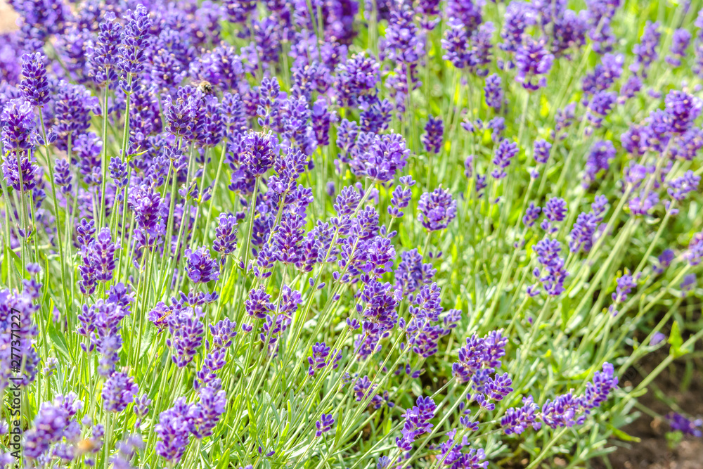 Fototapeta premium Flower of lavender in the garden. Flowers background.
