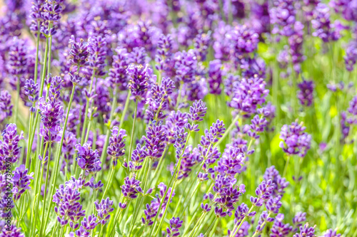 Field of lavender flower, purple nature background